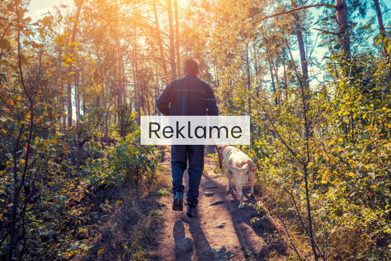 Skimmelsvamp er sundhedsskadeligt for både dig og din hund﻿