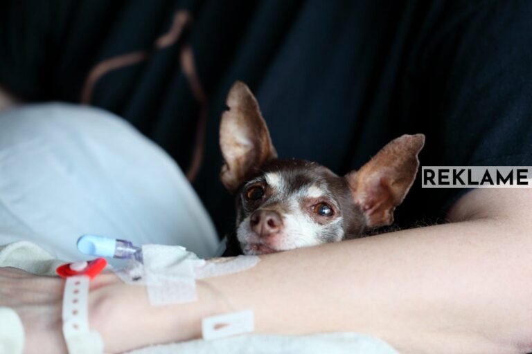 Har du nogensinde spurgt dig selv, hvad en dyrlæge egentlig arbejder med?